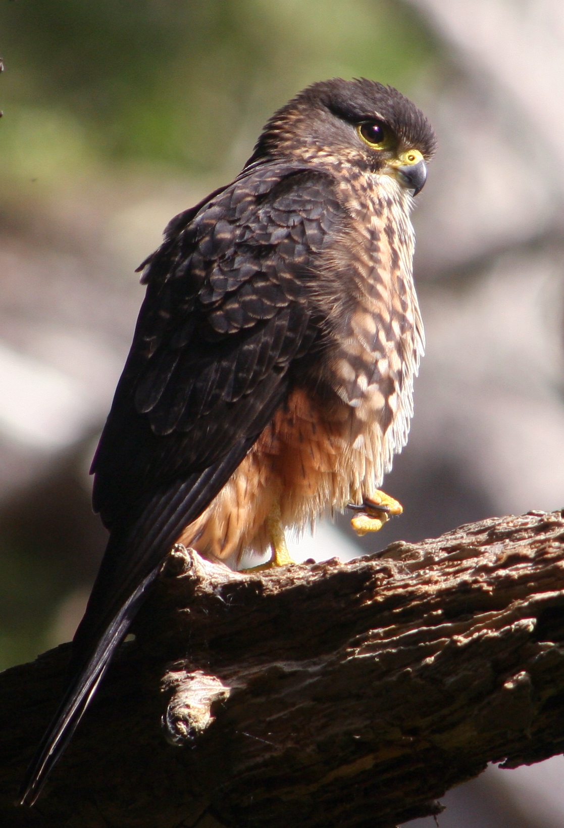 New Zealand falcon